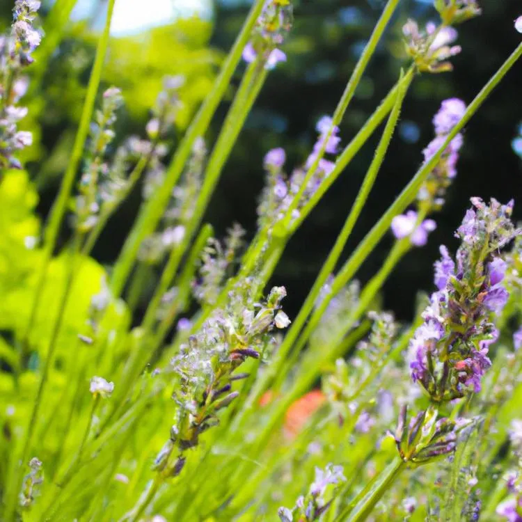 Czy lawenda lubi słońce? Jak stworzyć jej warunki wzrostu?